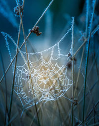 A beautiful frosted spider web in an early spring morning. cold morning scenery in a meadow. 