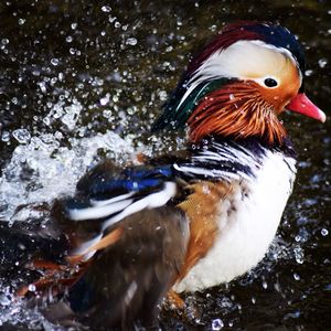 Close-up of duck in water