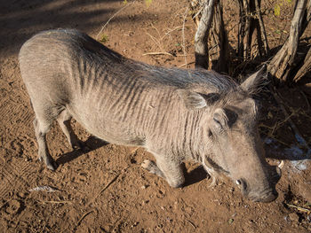 Close-up of kneeling warthog in botswana, africa