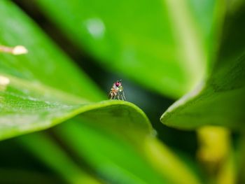 Close-up of insect on leaf