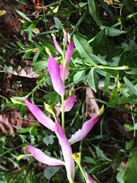 Close-up of pink flowers blooming outdoors