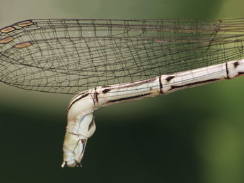 Close-up of damselfly on leaf