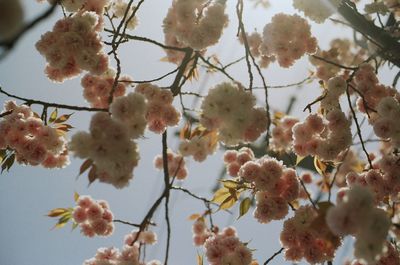 Low angle view of cherry blossoms