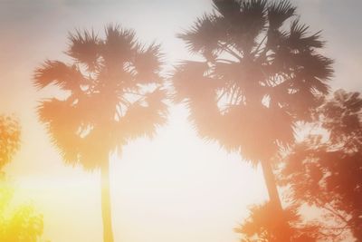 Low angle view of silhouette trees against sky during sunset