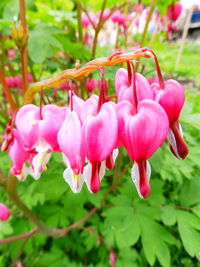 Close-up of pink flowers blooming outdoors