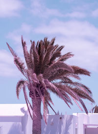 Tropical palm tree and sunlight shadows. canary island. travel aesthetic wallpaper