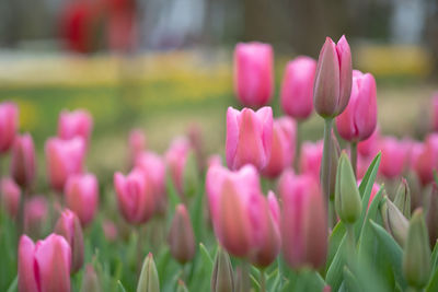 Close-up of pink tulip flowers on field