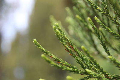Close-up of fresh green plant
