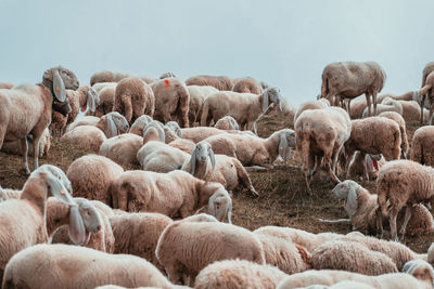 A herd of white sheeps eating grass on the top of a mountain 2