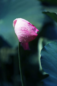 Close-up of pink flower