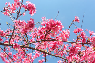 Low angle view of pink flowers blooming on tree