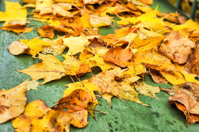 Close-up of autumn leaves