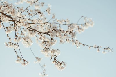 Low angle view of flower tree against sky