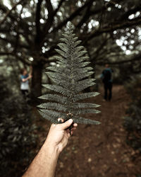 Close-up of hand holding leaf in forest