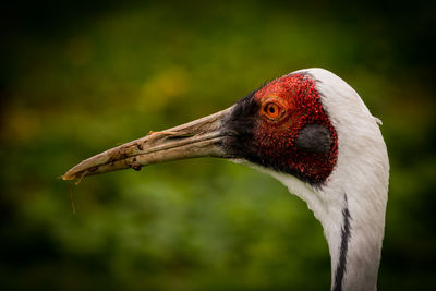 Close-up of a bird