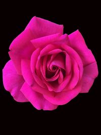 Close-up of pink rose against black background