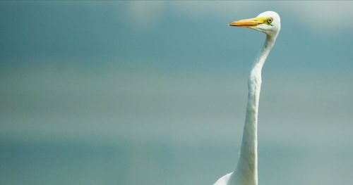 Low angle view of tree against sky