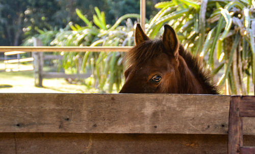Close-up of a horse playing peekaboo in pen