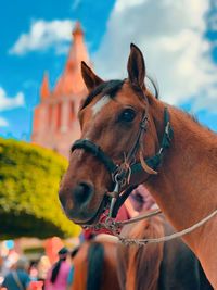 Close-up of a horse