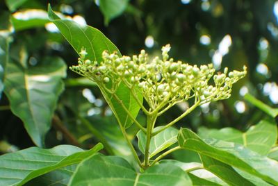 Close-up of green leaves