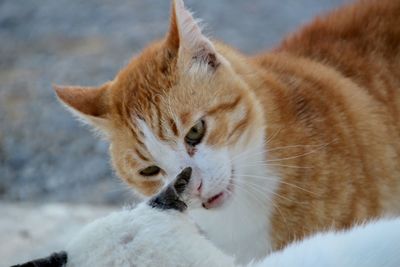 Close-up of a cat with eyes closed