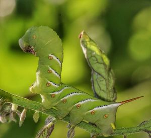 Close-up of succulent plant