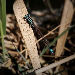 Close-up of dragonfly