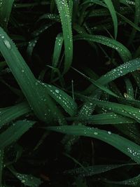 Full frame shot of wet plant