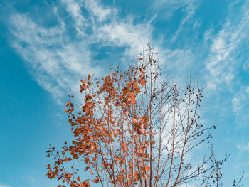 Low angle view of autumn tree with half of leaves against blue sky