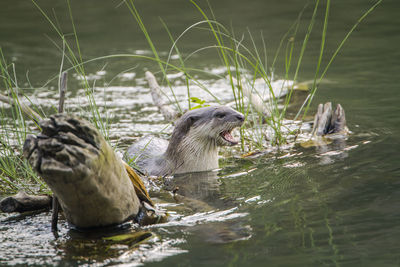 Ducks swimming in lake