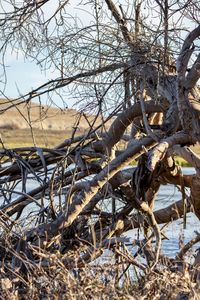 Bare trees on field during winter