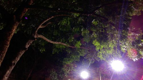 Low angle view of trees against sky at night