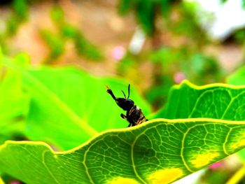 Close-up of insect on plant