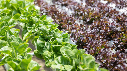 Full frame shot of plants