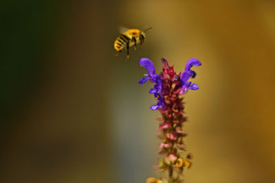 Close-up of bee pollinating on purple flower