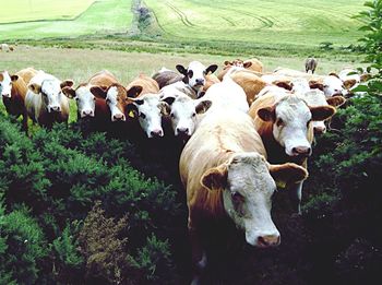 Sheep grazing in field