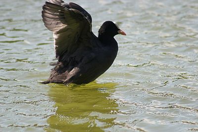 Bird in lake