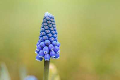 Close-up of purple flowering plant