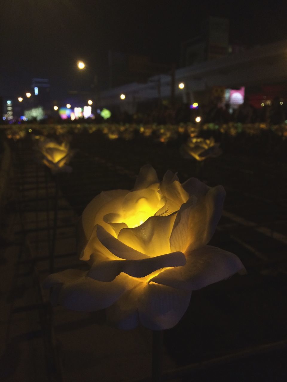 night, illuminated, dark, building exterior, flower, light - natural phenomenon, glowing, street, focus on foreground, outdoors, no people, close-up, city, street light, lighting equipment, yellow, built structure, petal, dusk, plant