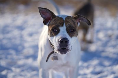 Portrait of dog standing outdoors