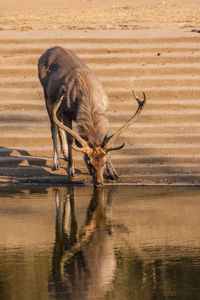 Sheep standing in water