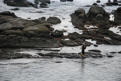 Birds swimming on rocks at sea