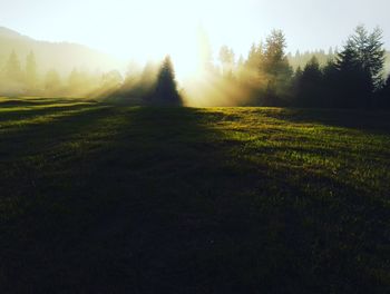 Scenic view of grassy field
