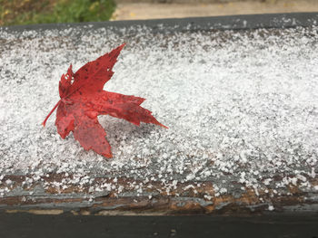 Close-up of maple leaf during autumn