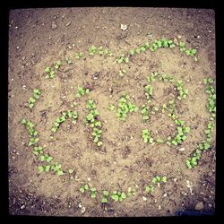 Close-up of plant growing on ground