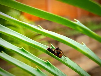 Close-up of ladybug on plant