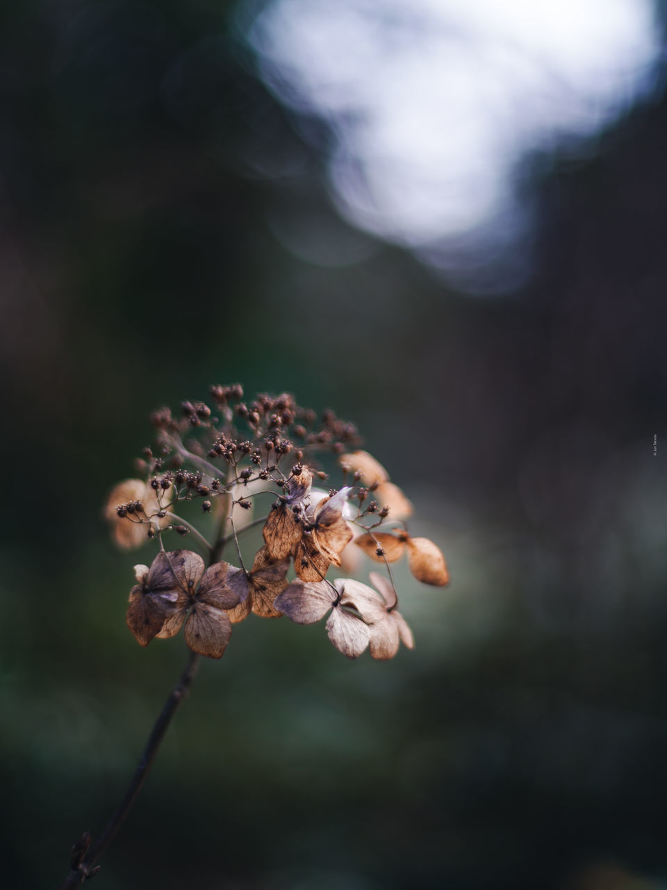 nature, plant, flower, macro photography, close-up, leaf, beauty in nature, focus on foreground, flowering plant, animal wildlife, no people, growth, fragility, outdoors, day, animal themes, freshness, animal, tree, selective focus, wildlife, insect, one animal, branch, environment, green, tranquility