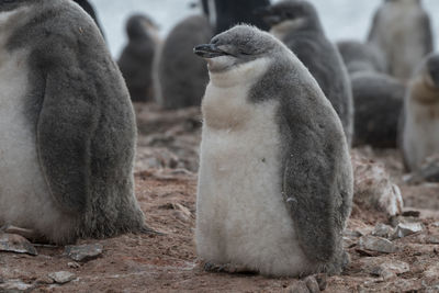 Chinstrap penguin chick on livingston island, south shetlands, antarctica.