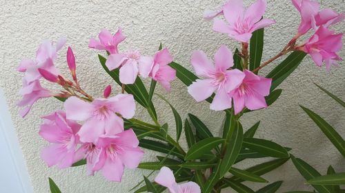 Close-up of pink flowers