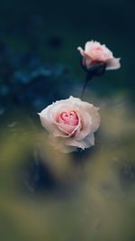 Close-up of white rose